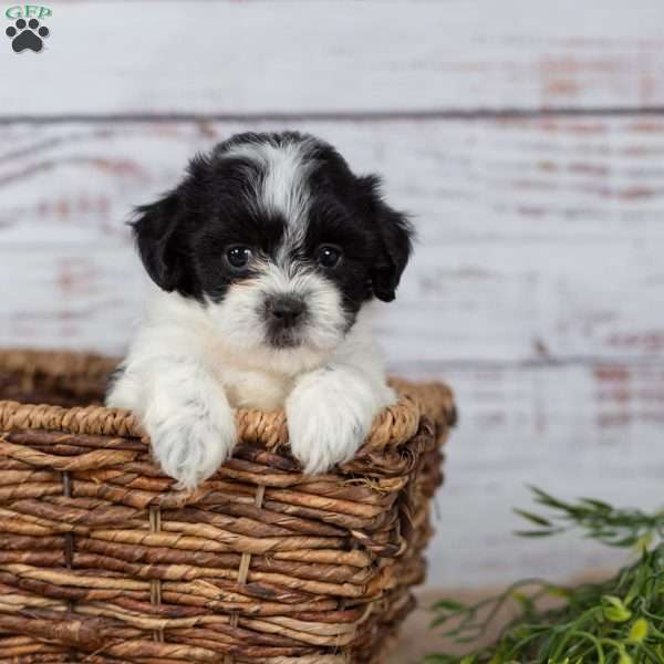 Mairi, Teddy Bear Puppy